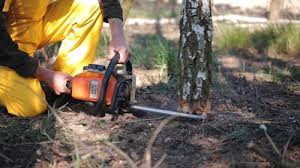 Best Stump Grinding and Removal  in Bruceton, TN