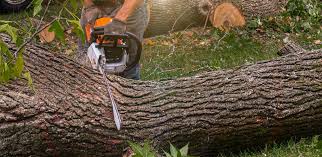 Best Lawn Watering Services  in Bruceton, TN