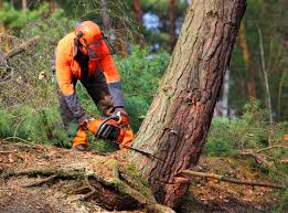 Best Seasonal Cleanup (Spring/Fall)  in Bruceton, TN
