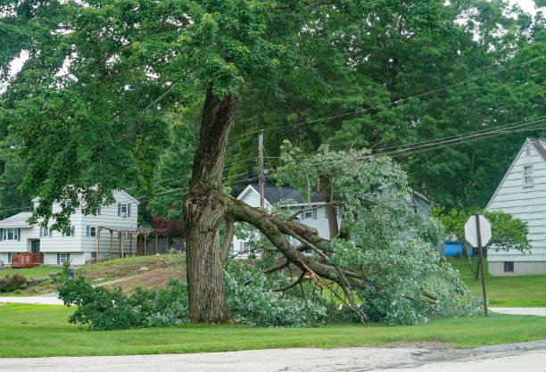 Best Hedge Trimming  in Bruceton, TN