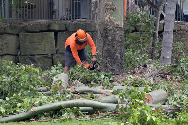 Best Tree Maintenance Programs  in Bruceton, TN