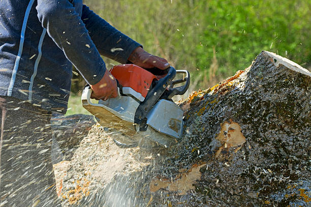 Best Tree Health Inspection  in Bruceton, TN